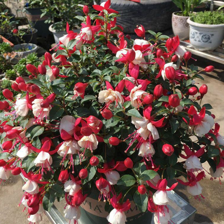 5种"金字花",富贵招财有"好兆头",当成年宵花,吉利又旺家