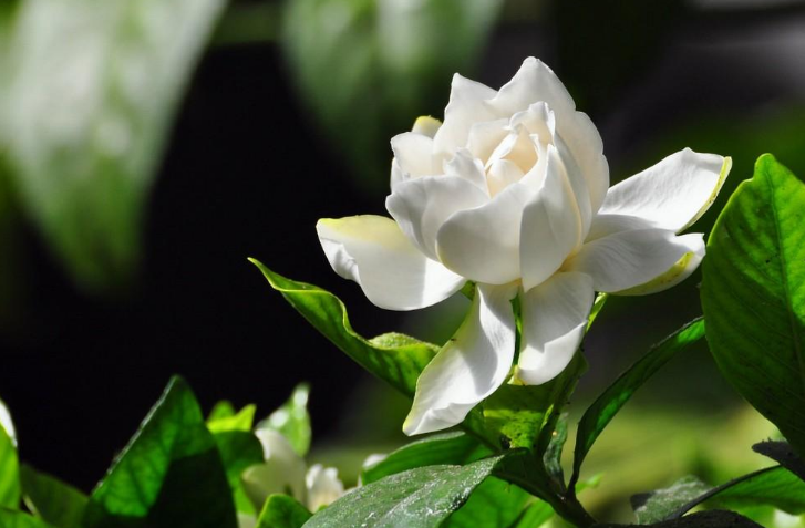 严从怀 | ​远溢清香花色美 宜人风采醉郎君（花木情缘十二）