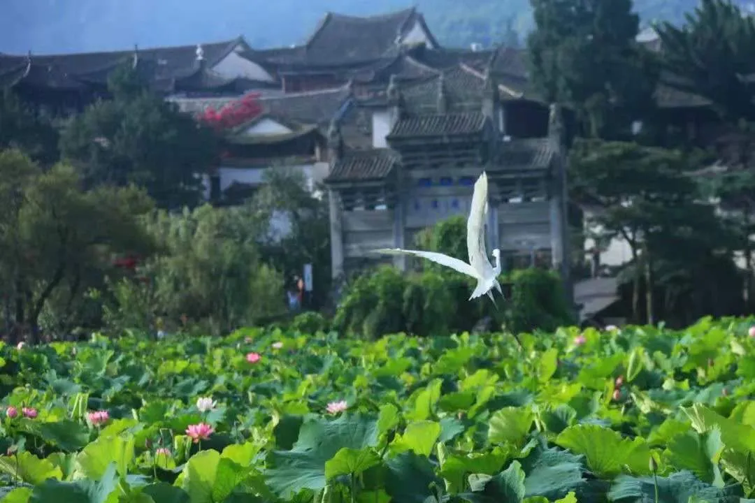 和顺古镇 | 水上印象 又是一年赏荷季