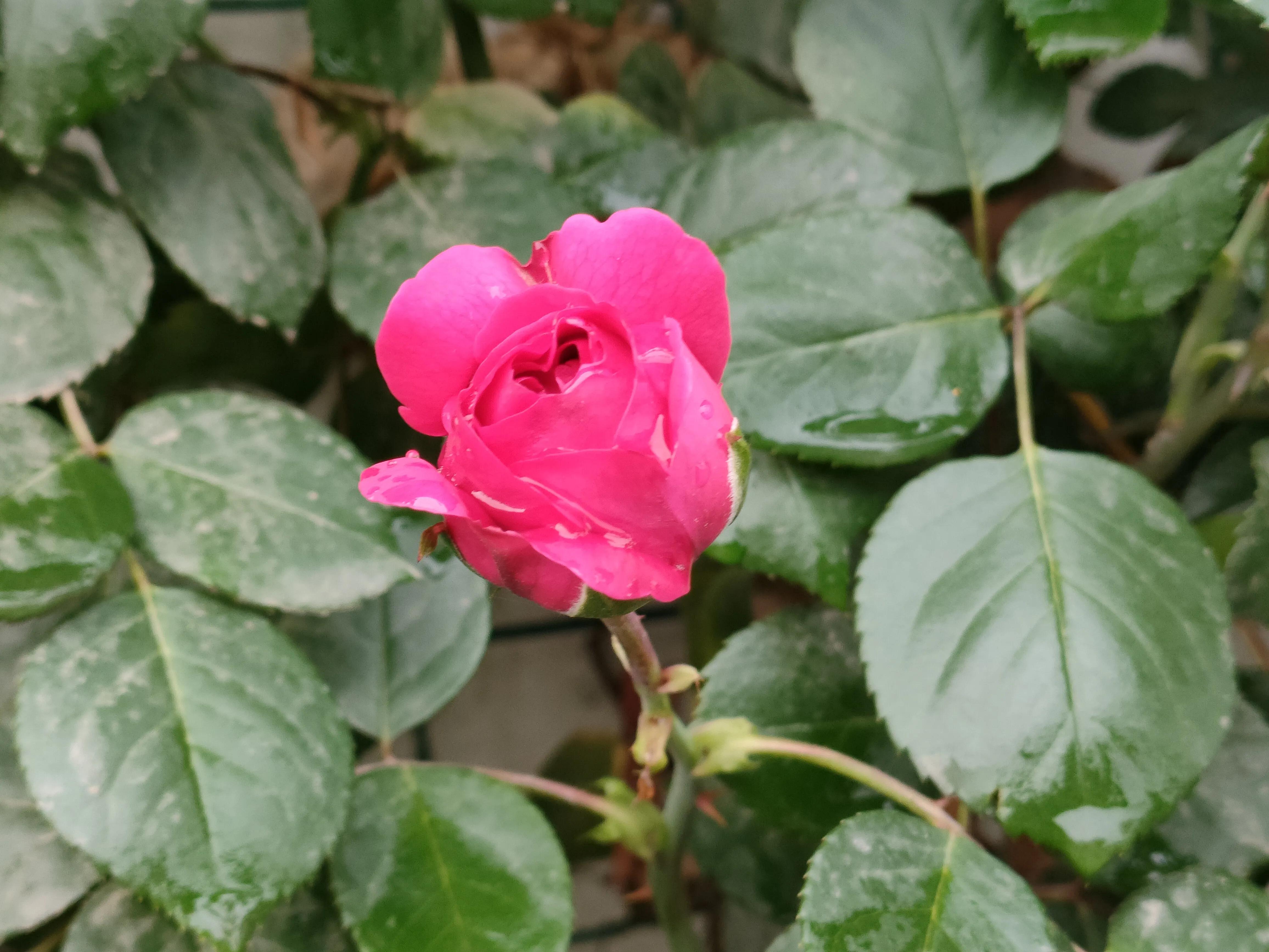 分行文字 ‖ 雨中的玫瑰花
