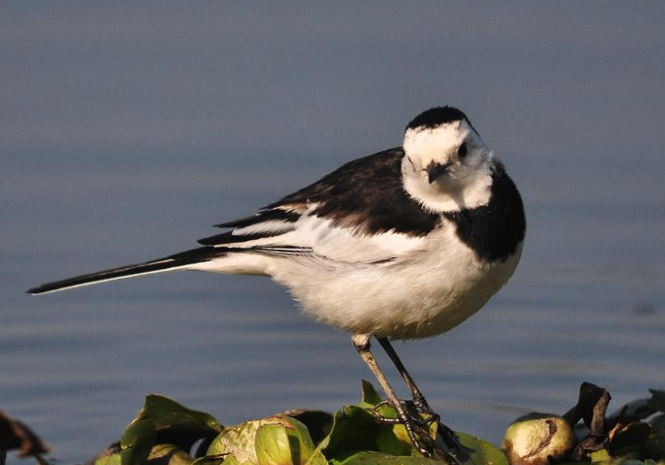 鸰怎么读？鸰的读音和意思