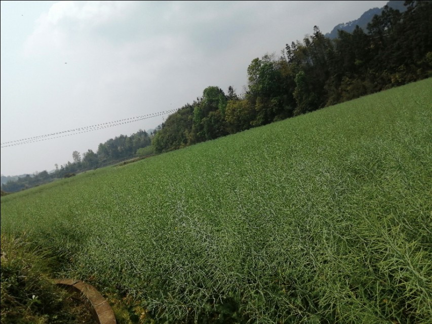 陌上花开，彩蝶翻飞，蜜蜂采蜜，这是一阙美丽的《蝶恋花》