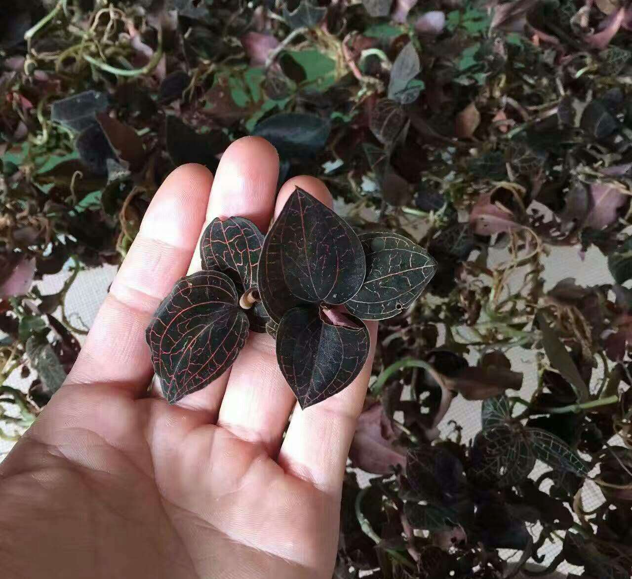 金线莲草(一种野草"金线莲",浑身金灿灿,农村很常见,炖鸡汤泡茶价值高