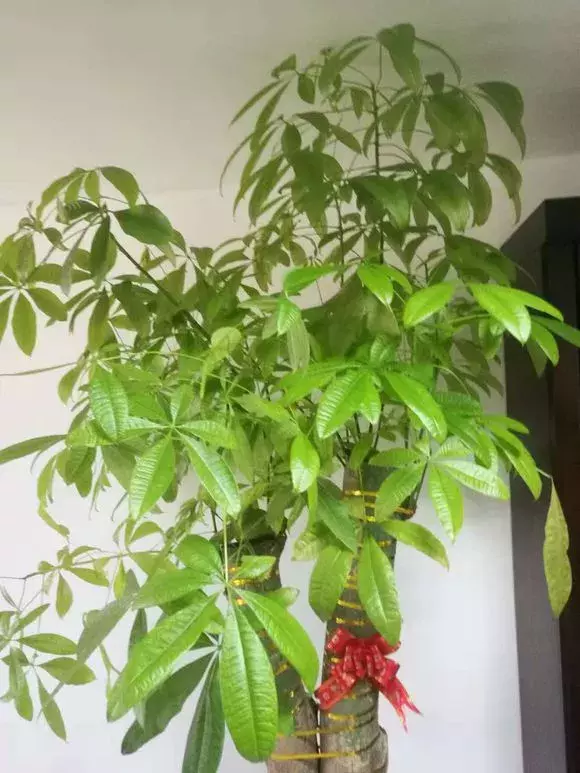 家里这3种富贵平安花,送人有讲究!