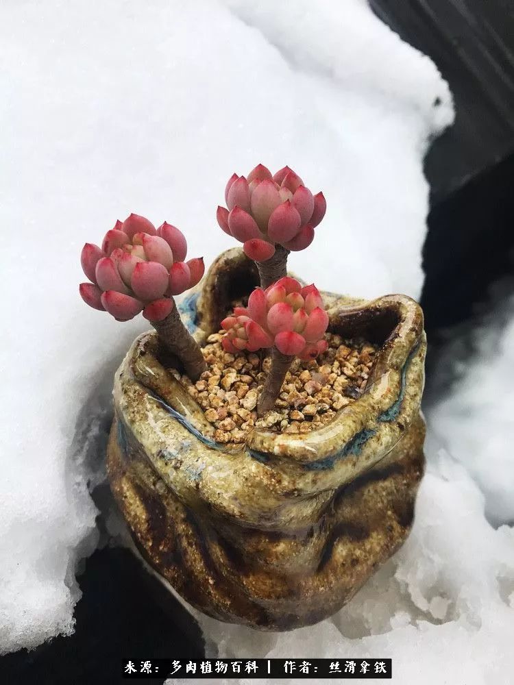 雪融花:雪中赏多肉,瑞雪兆丰年!