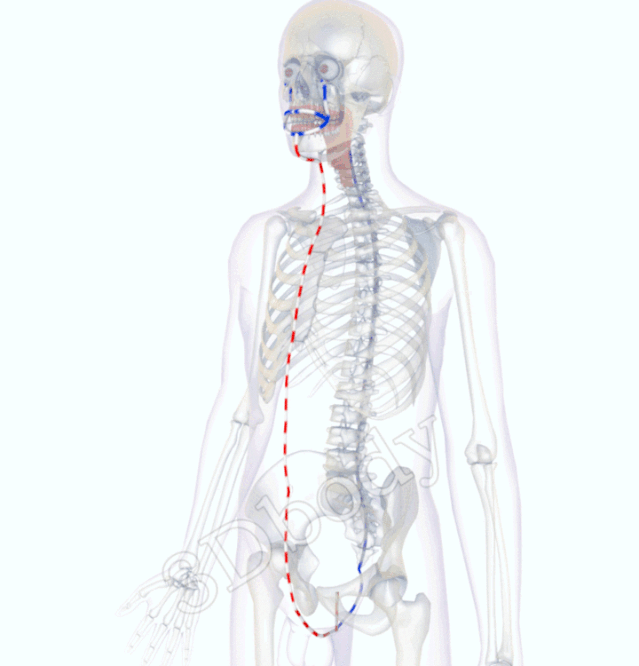 最新经络图，精美3D动态循行图，详细易懂