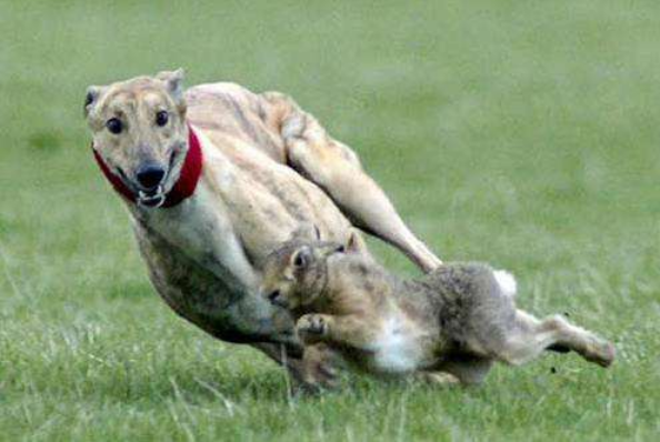 一朝学会狗撵兔,从此踏上不归路