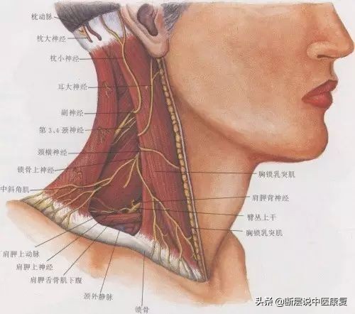 目前最完整的頸部解剖圖譜!肌肉,血管,神經全都有