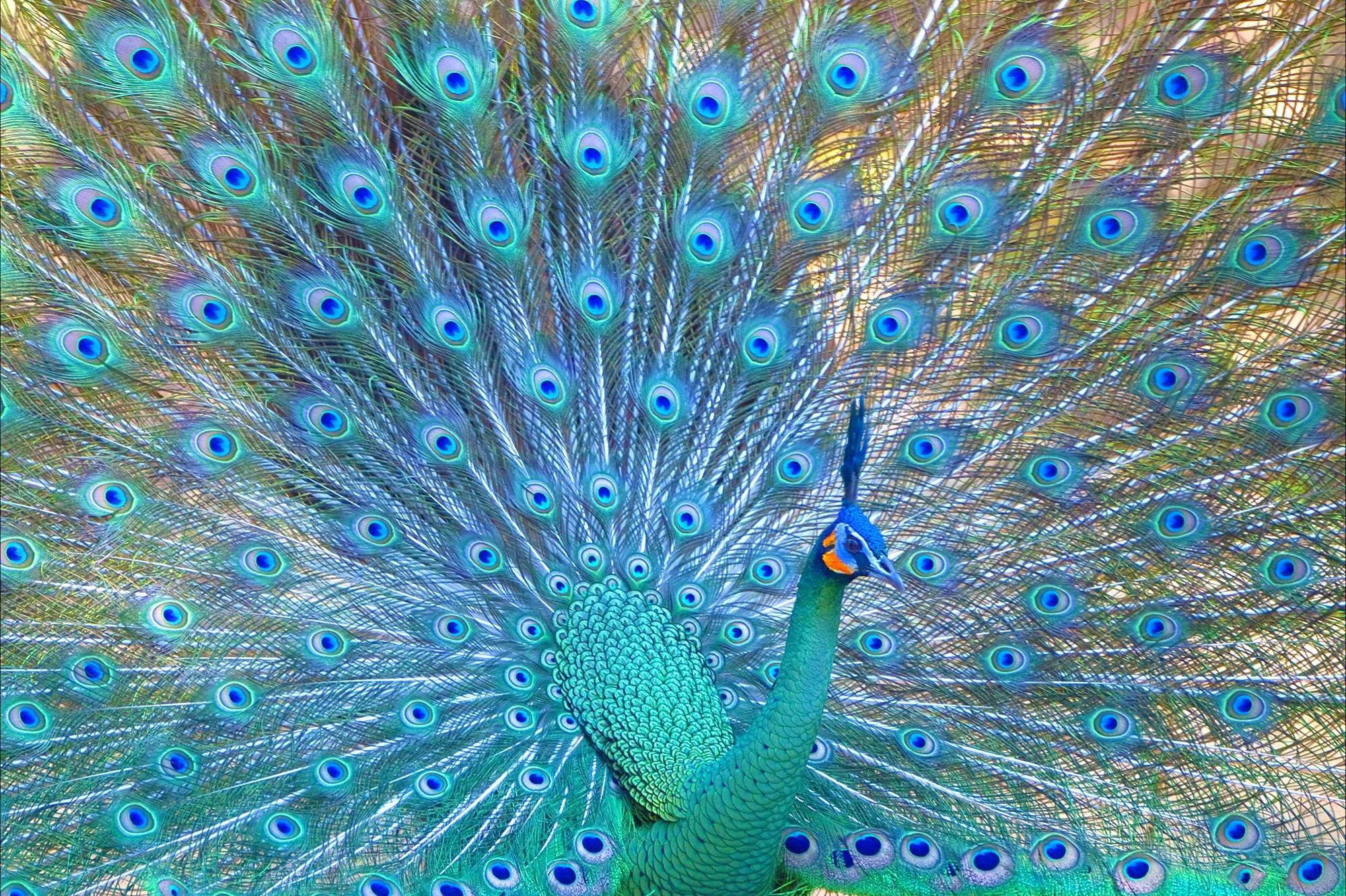 粉红色孔雀(生物相册:五彩缤纷的孔雀家族,十多种会开屏的雉科动物)