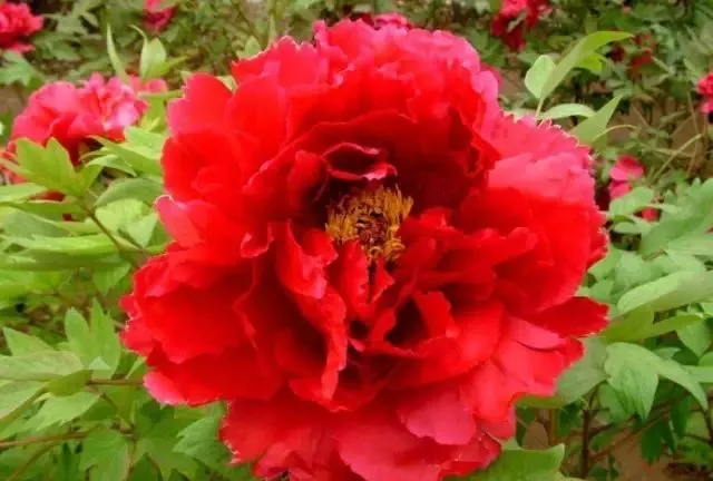 100种名贵牡丹鉴赏 绘画好素材（报花名）