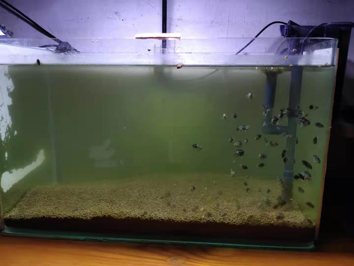 遭遇了鱼缸水质浑浊,采取这些简单方法改善,我就不信治不好它