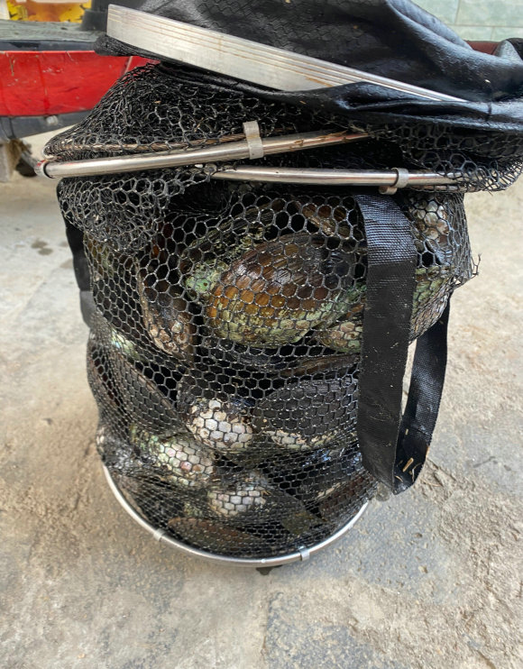 湖南钓友在水库钓鱼，沙滩上捡了一大袋河蚌，这能吃？
