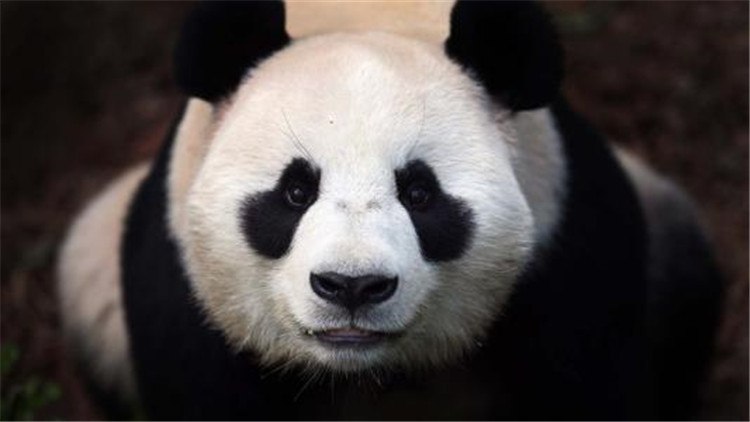 国宝大熊猫的生活习性你知道吗？