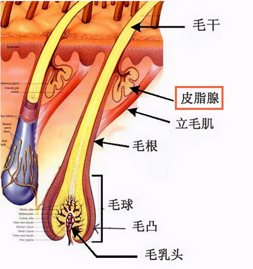 粉底液卡粉浮粉的原因是什么？简单3步，拥有服帖、干净的底妆