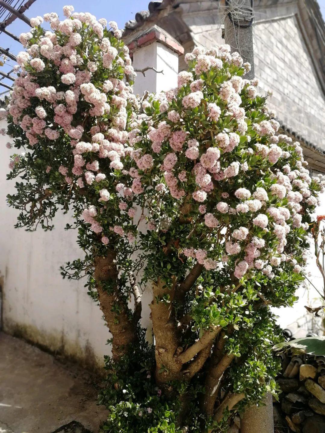 库拉索如果没死会怎么样(老人说，5种“富贵花”轻易不开花，开花就有好兆头，真准)