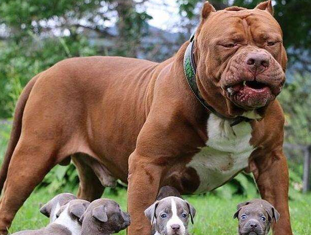战斗力超强的5种犬，遇到后一定要绕道走！网友：幸好被禁养了