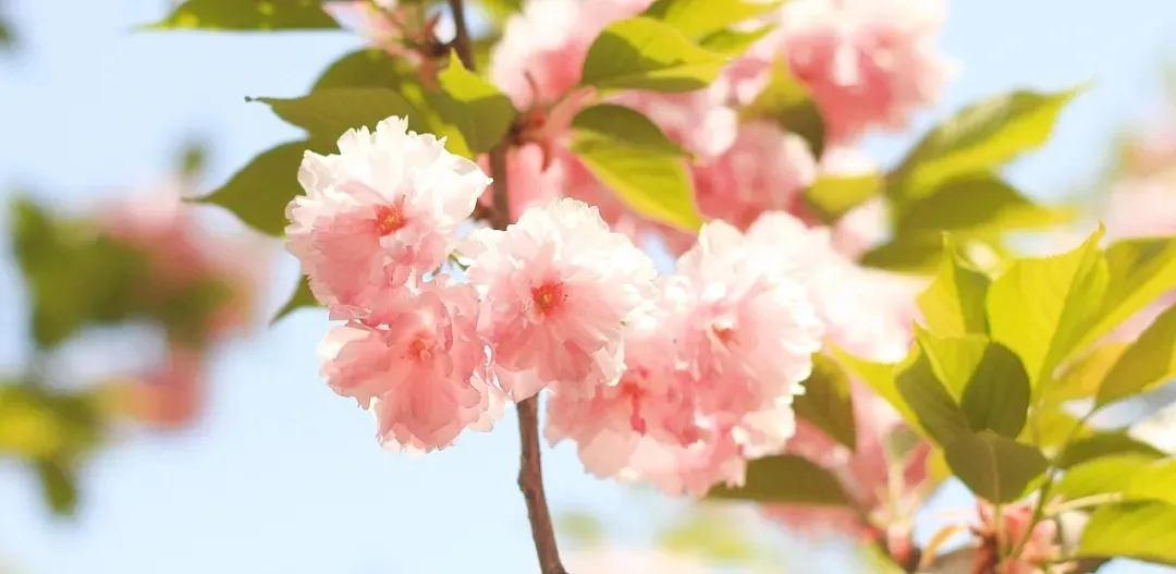 适合孩子朗诵的散文稿件——关于生命的语言