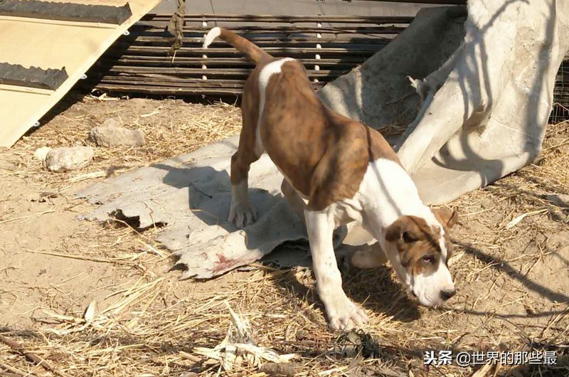 坎高犬價格多少錢一隻(這種猛犬性格暴躁) - 價格百科