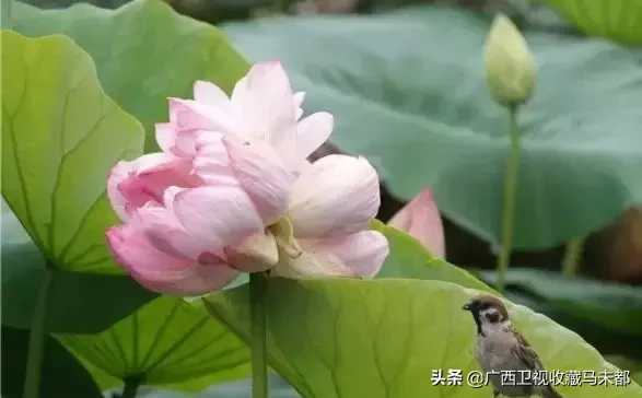 荷花随处可见,你有没有见过并蒂莲?