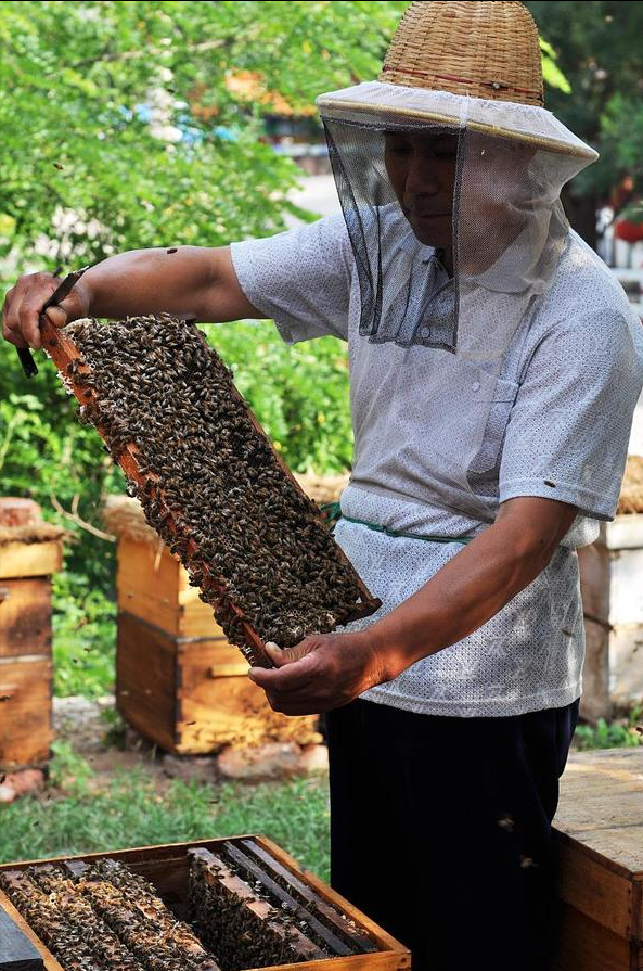 制霉素的作用（蜜蜂白垩病的预防和治疗的药物）