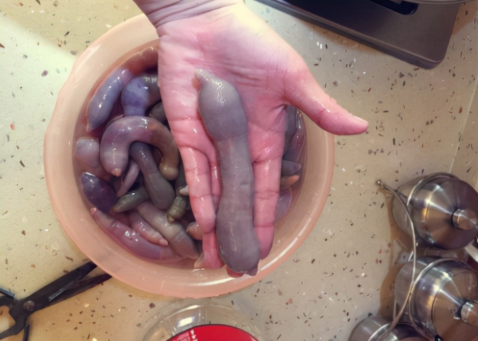 海肠是什么动物 -生活知识库-donow知识库