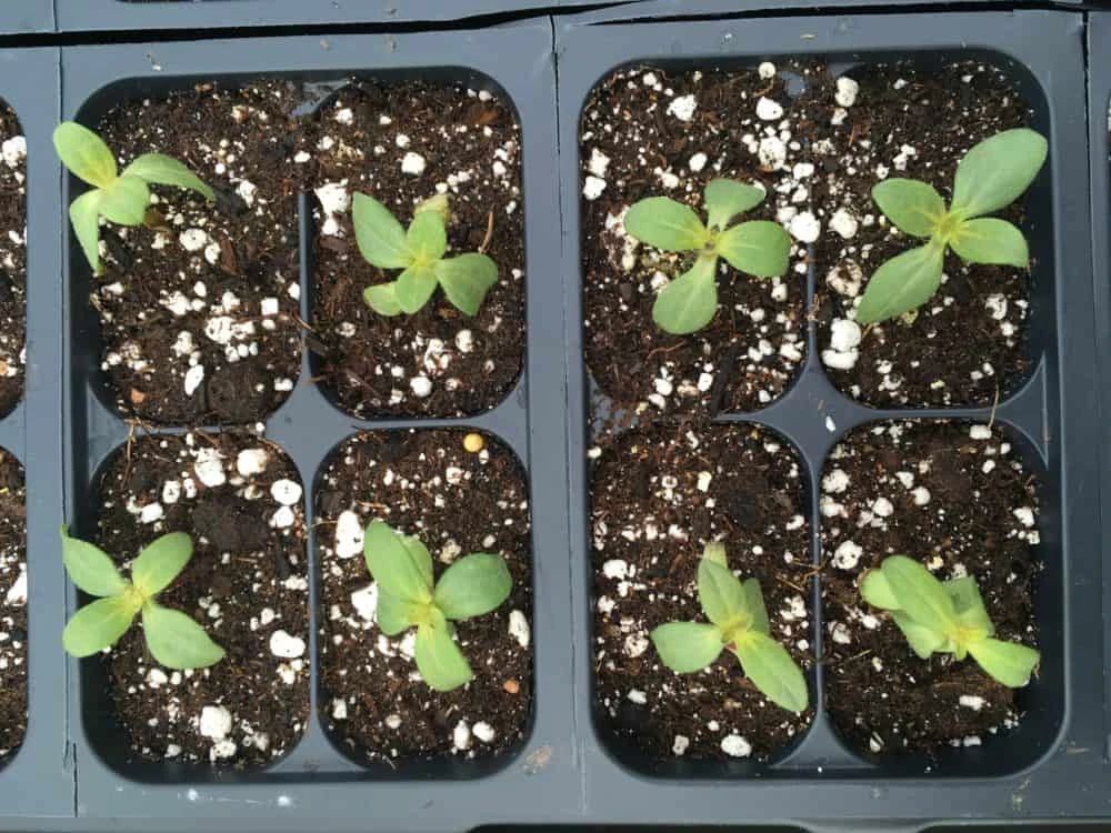 百日菊种子种植时间(养盆栽百日菊注意这几点)