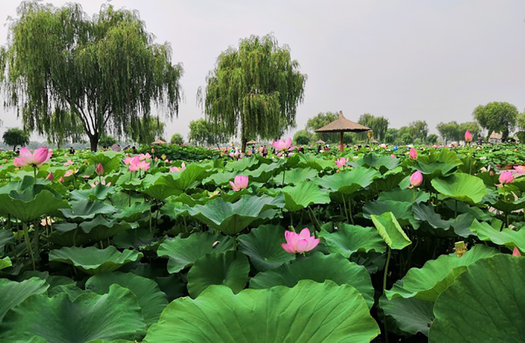 保定白洋淀风景区_河北省白洋淀旅游景点