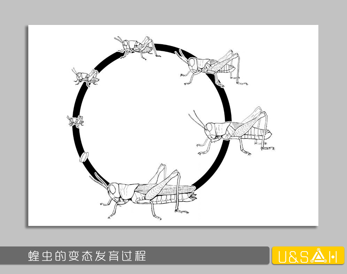 凡美丽的，都是残忍的——你一定想不到蝴蝶是多么的变态