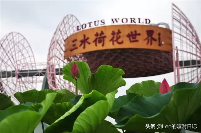 广东佛山顶级花卉世界称霸！一碧绿叶遮苍穹，十里秋荷十里香