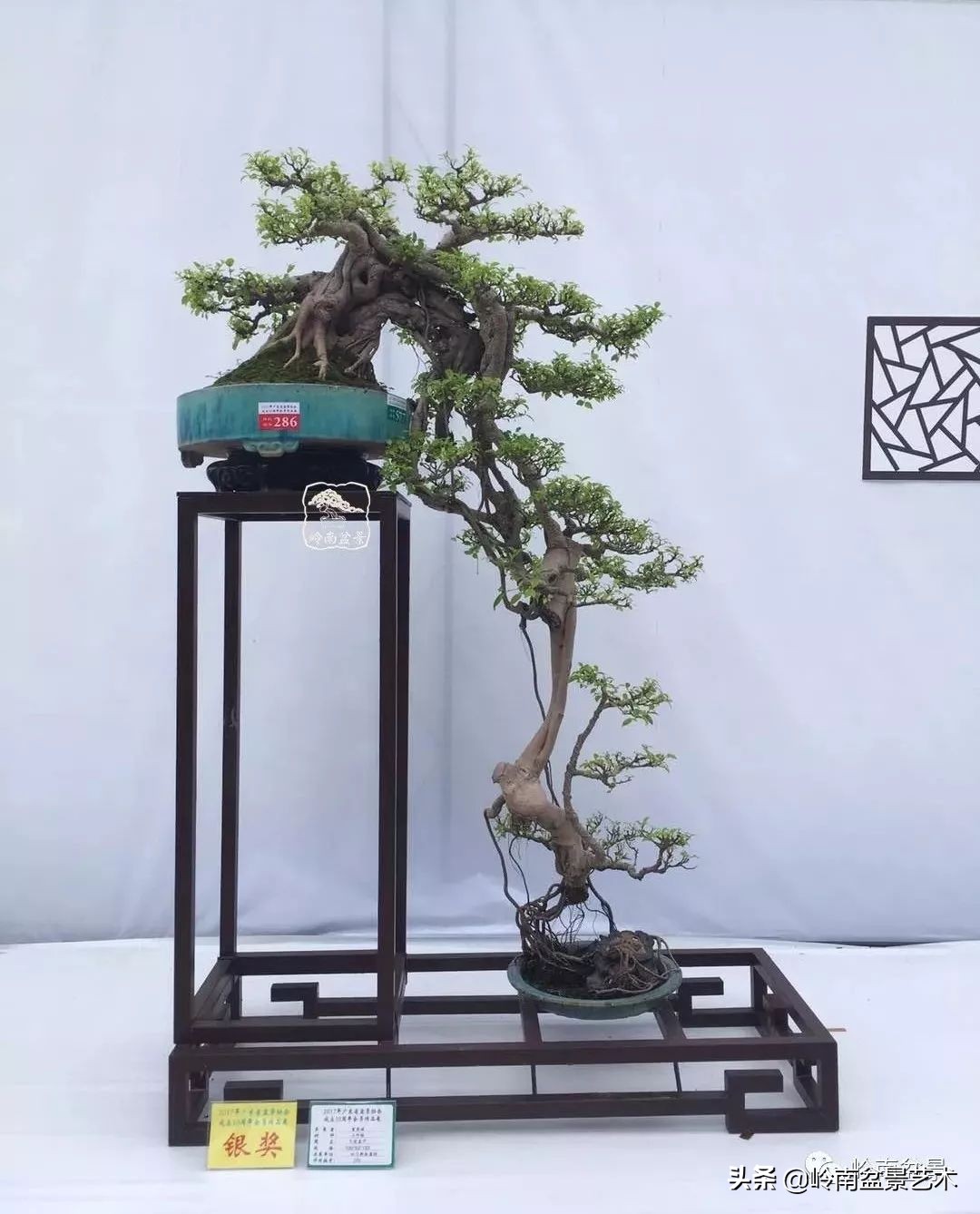 榕樹盆景圖片,榕樹盆景圖片大全欣賞