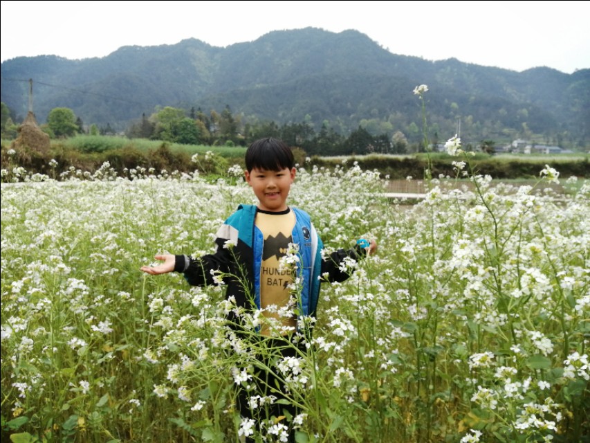 陌上花开，彩蝶翻飞，蜜蜂采蜜，这是一阙美丽的《蝶恋花》