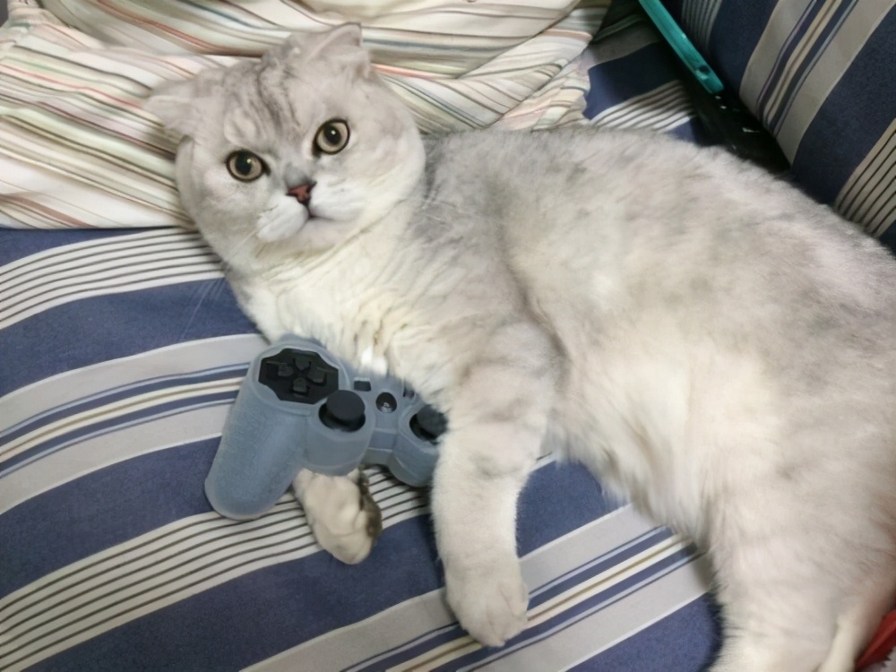 猫咪大便带血是什么原因引起的
