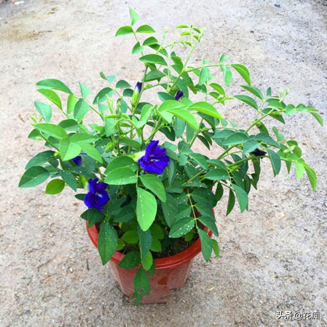 蝶豆花茶的功效与禁忌,蓝蝶花茶功效-友友