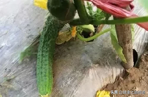 黄瓜居然有这个功能！早知道每天吃一根了