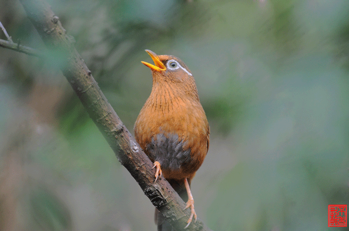 你的画眉鸟为什么不叫?