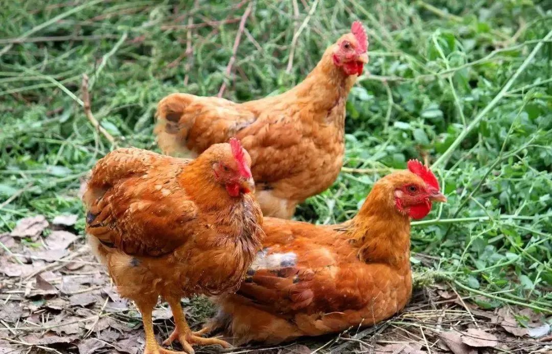 回笼觉图片(带蛋鸡) - 赤虎壹号