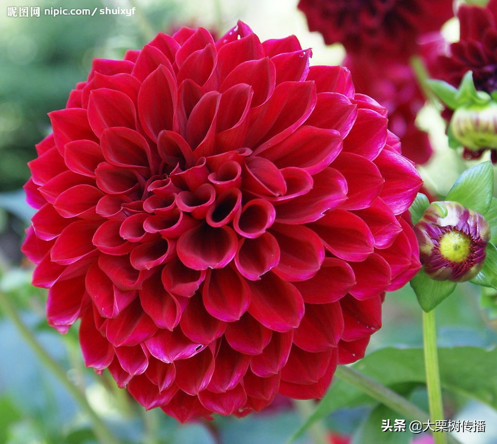 **花园里的温柔时光：爱花女子的诗意生活**