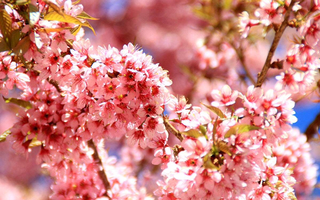 古诗中的百花盛开，分享给所有人，一起来赏花