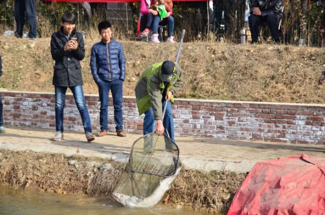 黑坑钓鲟鱼，使用装备违规，鱼获不算，已经没有前几年那么“热”