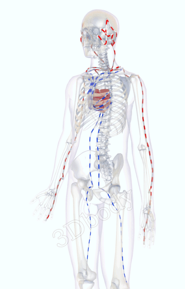 最新经络图，精美3D动态循行图，详细易懂