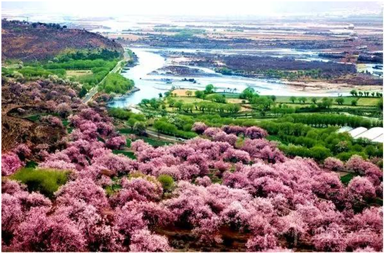 在那桃花盛开的地方------三月遇见最美的“西藏小江南”林芝