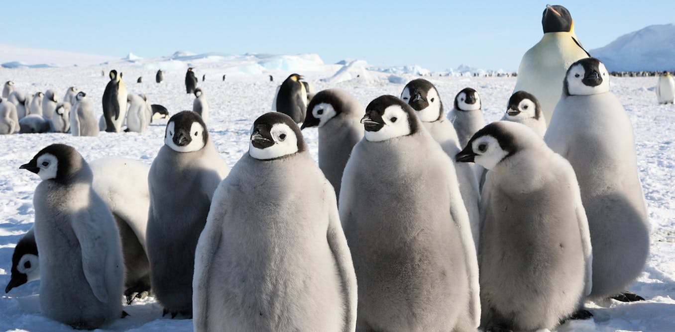 企鹅用英语怎么说（为了盖房）

Penguins in English for Building Houses - A Language Learning Guide for Construction Workers