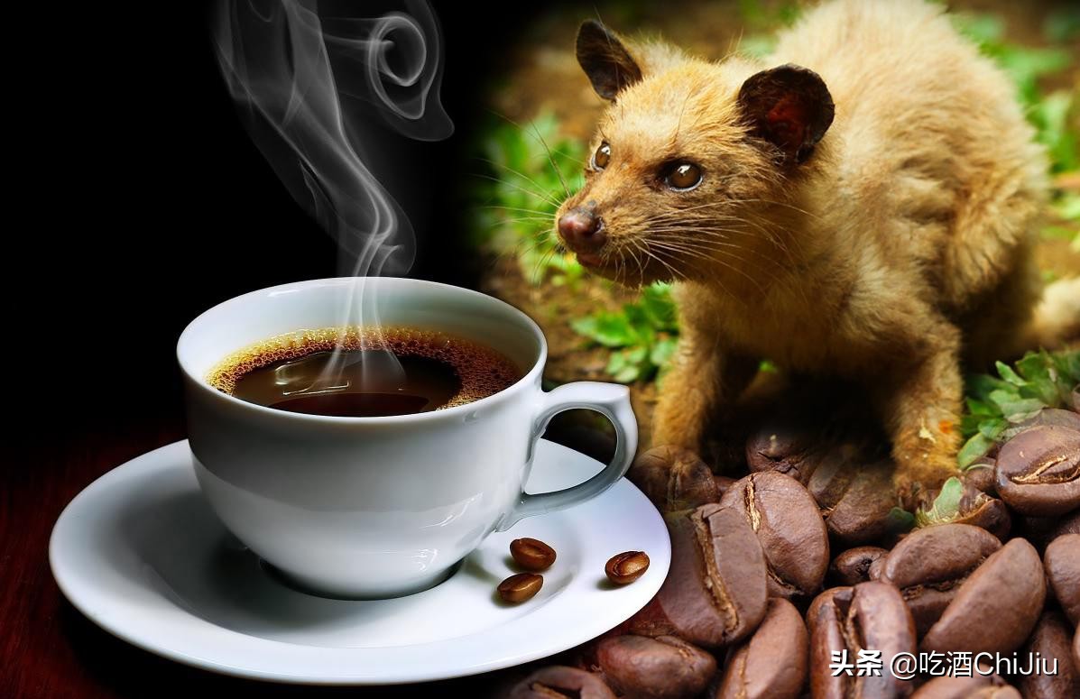 猫屎咖啡，世界上最贵的咖啡？