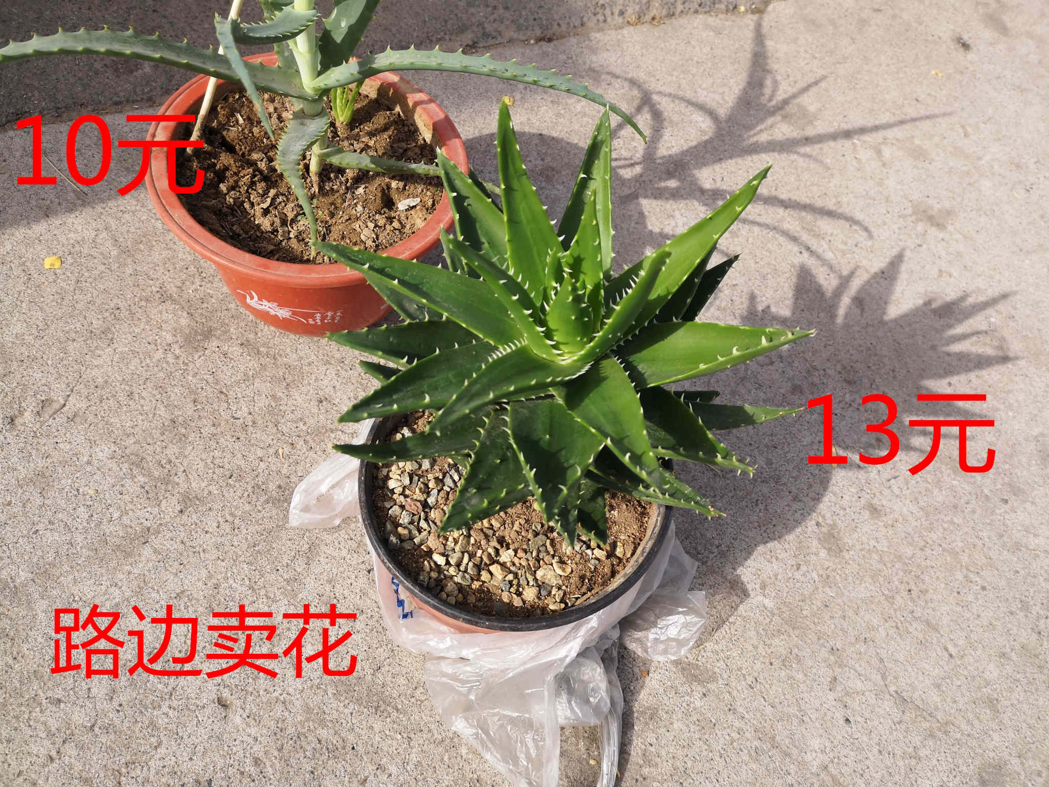 芦荟的种类有哪些（详解七个常见的芦荟品种）