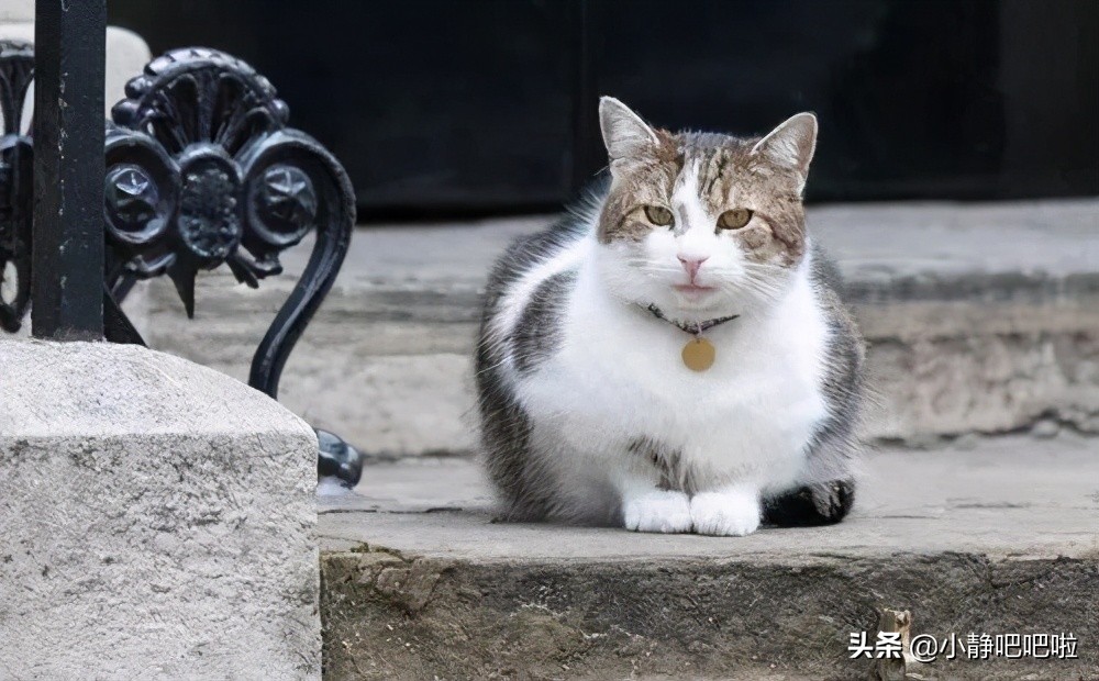 英国世界杯为什么叫英格兰队(你不知道的国家冷知识——英国（加更！）)