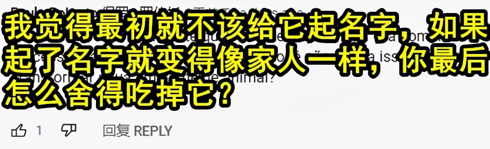 日本主播把养了100天的宠物猪烤着吃了，结果不到10天猪又复活了