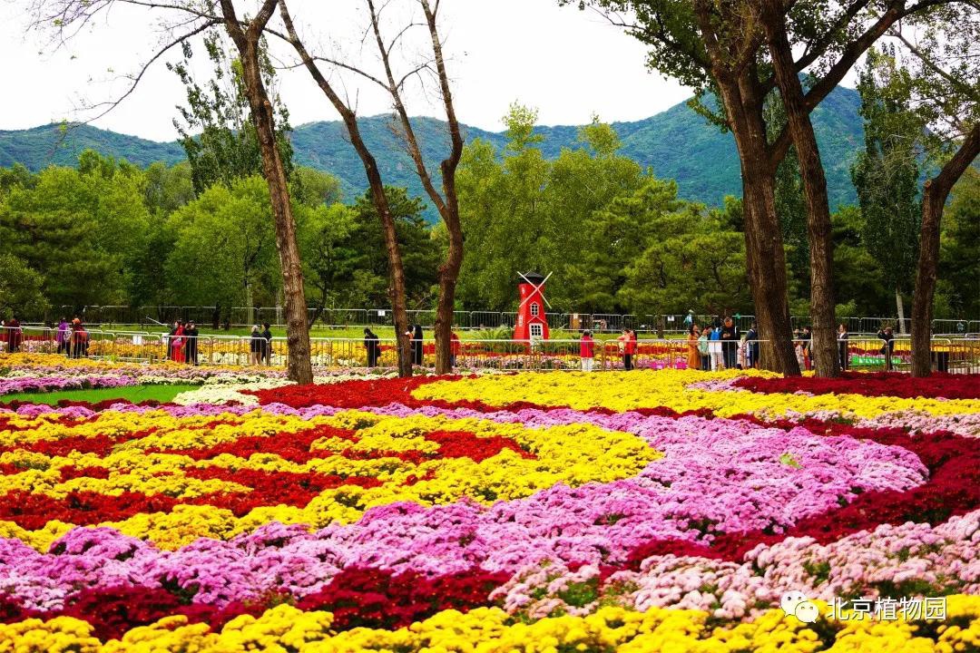 北京旅游景点（京城赏秋花）