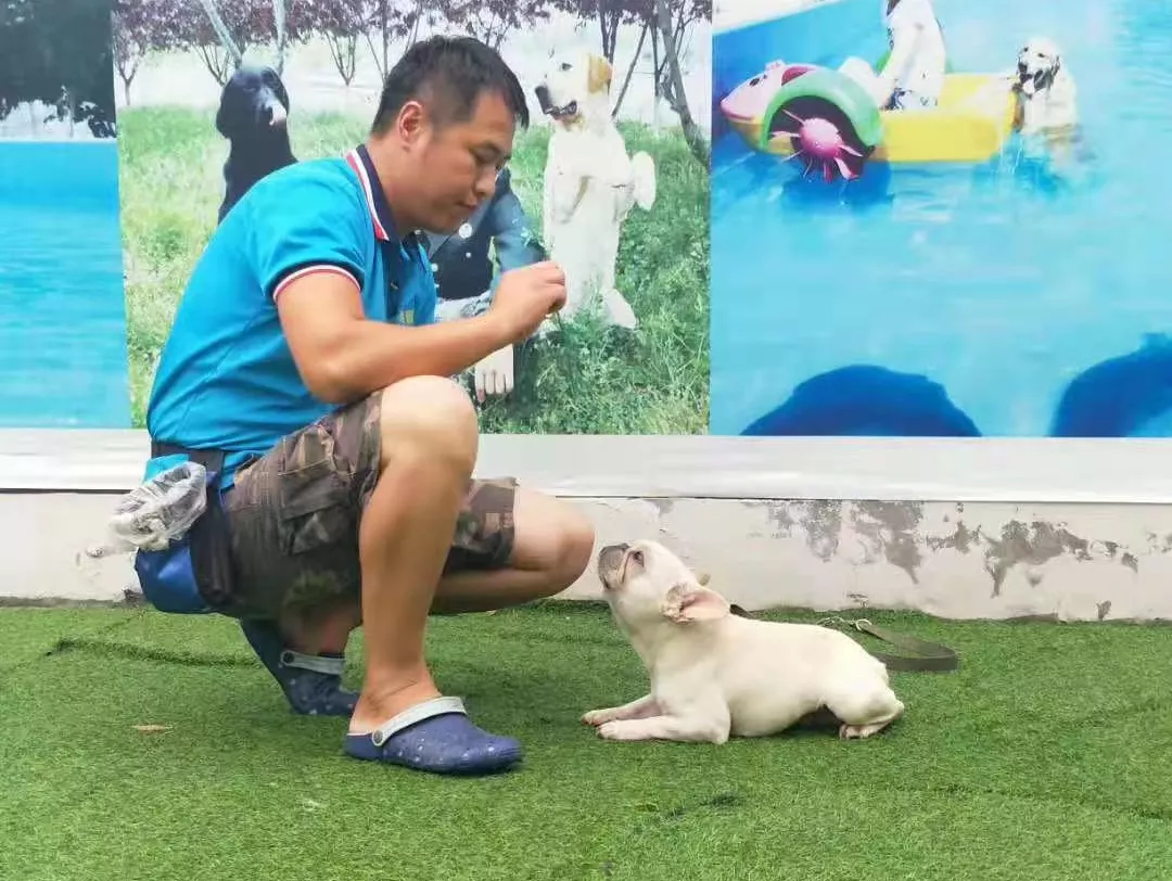 没孩子的年轻人，送宠物去上学