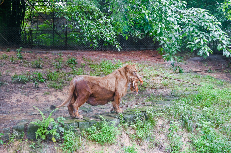 重慶最大的野生動物園,還能乘車投食老虎和獅子,動物比遊客還多