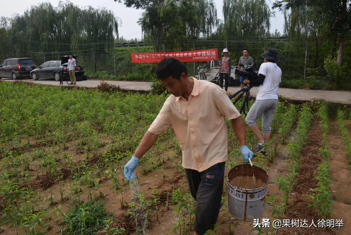 桃树夏季嫁接时间和方法（桃树夏天嫁接时间和方法）-第14张图片-昕阳网